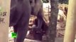 «De l'eau pour les éléphants» : un éléphant attaque un village en Inde