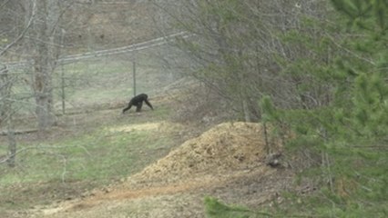 Chimpancés de un centro de Georgia exploran su nuevo hábitat tras su cautiverio