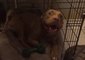 Pit Bull Swoons As Her Human Sings a Lullaby