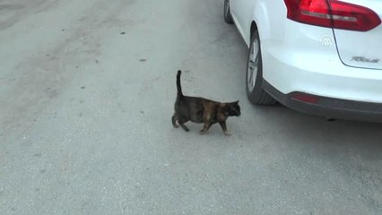 El İşi ile Sokak Hayvanlarına Bakıyor