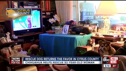 Pas bezuspješno lajalo punih 5 SATI kako bi ukazao da 92-godišnjakinji treba pomoć!