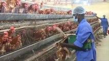 مزارع الدجاج تعود لمقديشو بعد غياب 20 عاما