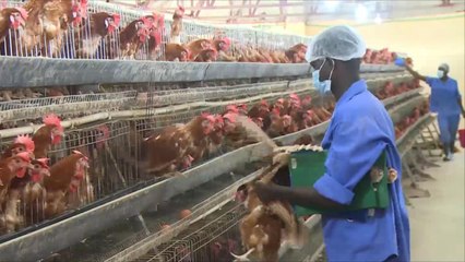 مزارع الدجاج تعود لمقديشو بعد غياب 20 عاما