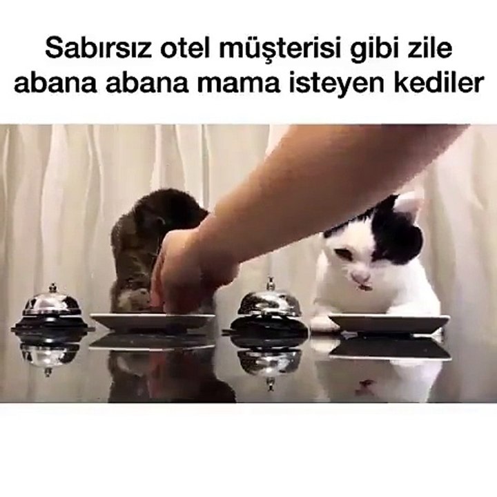 Zile Basıp Yemek İsteyen Tatlı Kediler