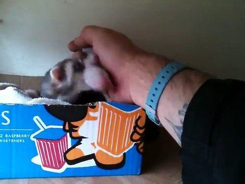 Une petite furette qui a décidé de faire les présentations entre son humain et les bébés qu'elle vient de mettre au monde