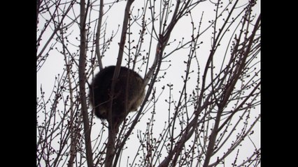 Raccoon Sleeping In A Tree