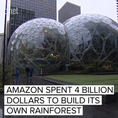 Amazon's new rainforest