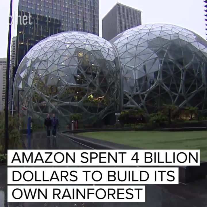 Amazon's new rainforest
