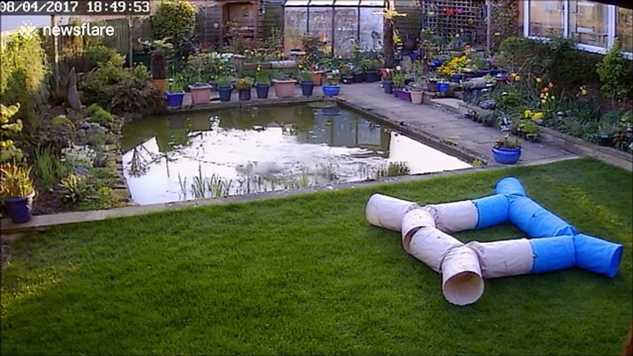 Chat vs Oiseau (Fail traumatisant pour le minou)