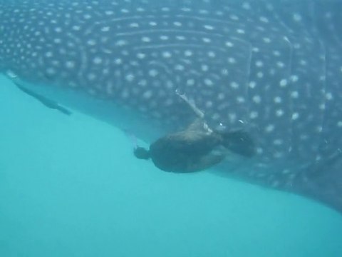 Ces oiseaux plongent pour détacher des poissons de la peau d'un requin baleine... Cormorans impressionnants