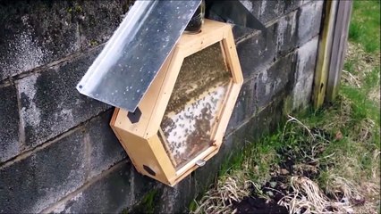 Avoir une ruche à la maison c'est maintenant possible...
