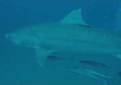 Tiger and Bull Sharks Spotted Near Jupiter, Florida