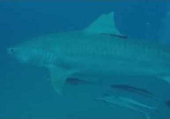 Tiger and Bull Sharks Spotted Near Jupiter, Florida