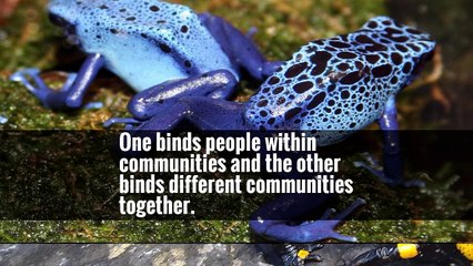 The Rise of the Amphibians