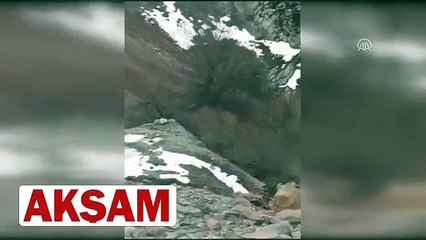 Teröristlerin arı kovanına yerleştirdiği patlayıcı böyle imha edildi