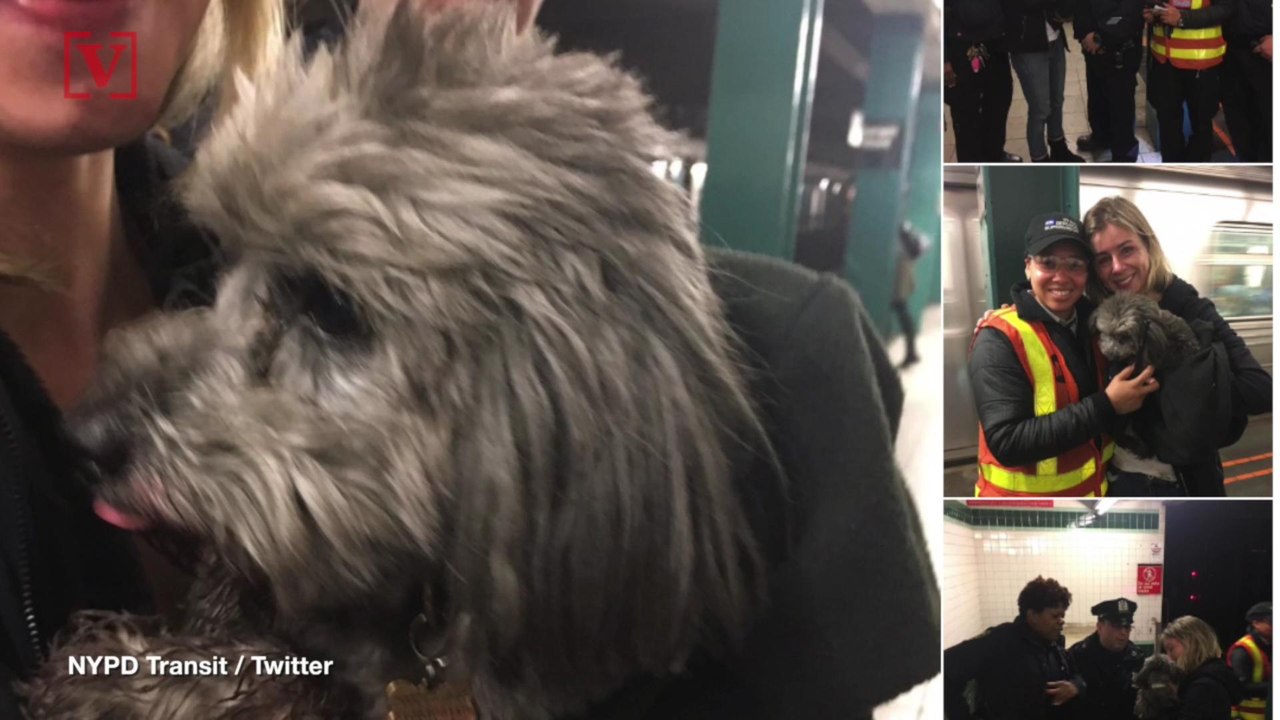 Poodle Stops NYC Subway For An Hour