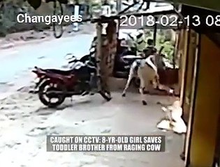Watch how this braveheart 8 year old girl saves her baby brother from a rampaging cow