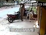 Watch how this braveheart 8 year old girl saves her baby brother from a rampaging cow