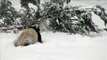 Panda-monium! Giant pandas play in the snow at Finnish zoo