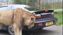 [MP4 480p] Viral Video UK_ Lion takes a bite out of sports car