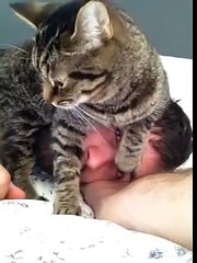 [MP4 360p] Viral Video UK_ Kitten gets cosy on guys head!
