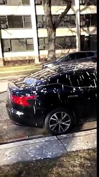 Des voitures remplies de crottes des oiseaux !