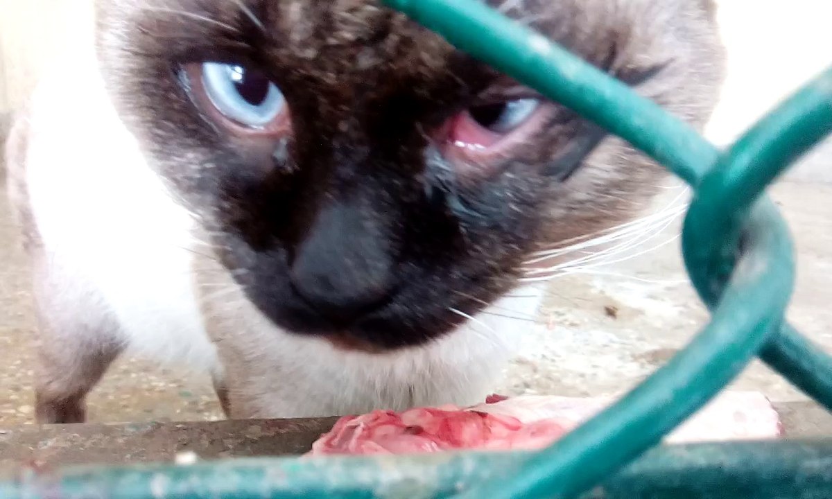 Wild Cat Eating Meat | beautiful Cat Video 2018 | Funny Cat Video