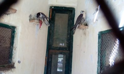 The Best eagle Video 2018 | Eagle Eating Meat in Cage | Wild Eagle
