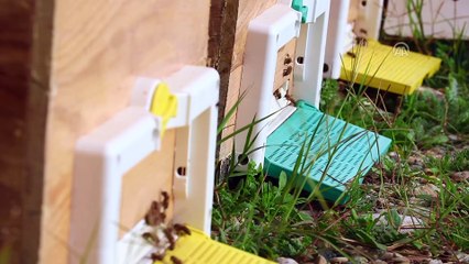 Devlet desteğiyle arıcılığı meslek edindiler - OSMANİYE