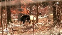 L'arrivée de louves dans l'enclos de loups fait craindre le pire à une soigneuse dans un zoo - Regardez