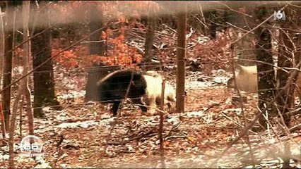 L'arrivée de louves dans l'enclos de loups fait craindre le pire à une soigneuse dans un zoo - Regardez