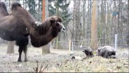 - Yavru Devenin Ayağa Kalkma Mücadelesi