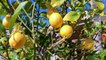 Sicilian Mafia’s Roots May Trace Back To The Late 19th Century Lemon Industry
