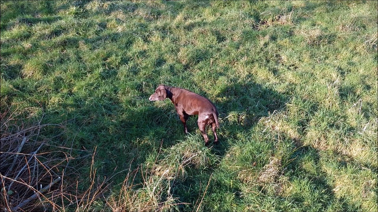 quand passent les cigognes