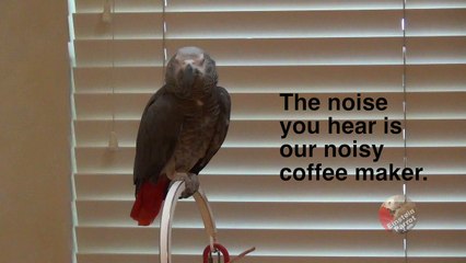 "Early Bird" parrot makes hilarious demands for breakfast