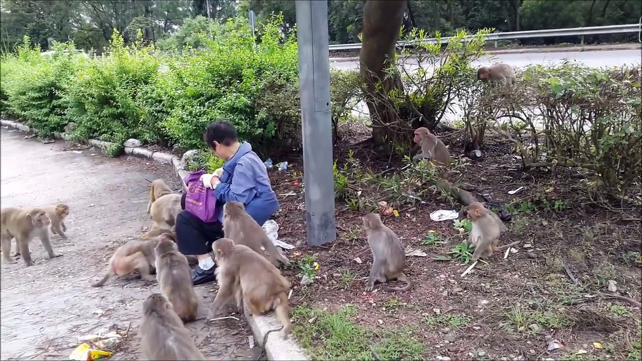 What_is_monkey_afraid_of_(part_II)_