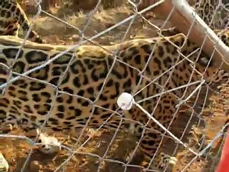 Leopards_in_Rhino___Lion_Nature_Reserve,_South_Africa