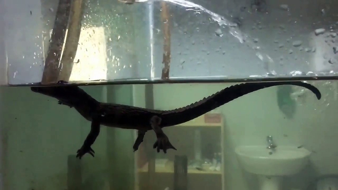 Paddle_movements_of_baby_crocodile