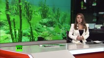 Une algue prolifère sur les bords du Baïkal et met en danger ce joyau de la Sibérie