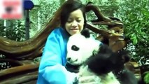 Los Videos De Risa De Animales Más Chistosos Del Mundo ¡PARA CAGARSE DE LA RISA