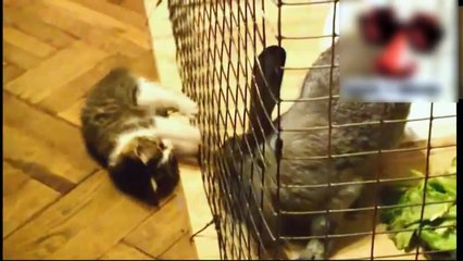 Los Videos De Gatos Más Graciosos Y Divertidos Del NO TE LO PUEDES PERDER