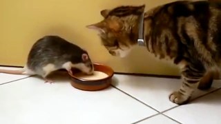 gato y rata pelea comida