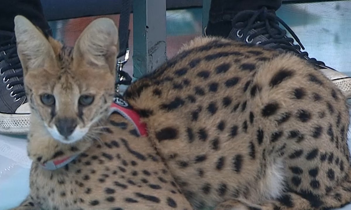 Cara Merawat Kucing Jenis Hybrid dan Exotic