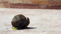 Monkey drinking from a juice box