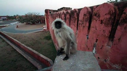 Monkey in Nahargarh fort, Jaipur, India @ 2012