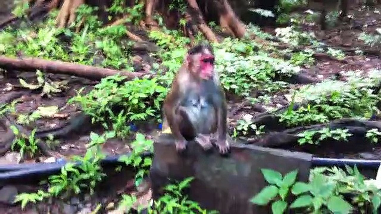 Monkey with baby and corncob