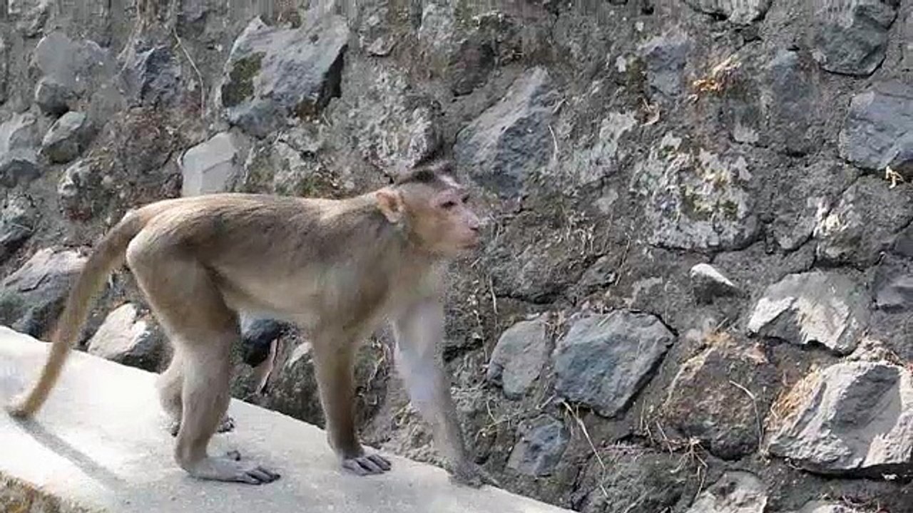Monkey!
