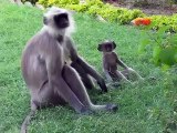 Monkeying around in Ellora, India.