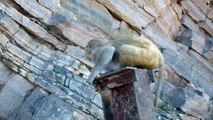 MONKEYS PLAYING ON THE TRAIL TO THE MONKEY TEMPLE IN GALTA,JAIPUR,RAJASTHAN,INDIA