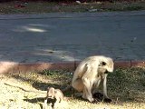 monkeys in Ranakpur, India